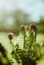 Closeup shot of fiddlehead fern plants Royalty Free Stock Photo