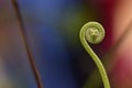 Closeup Shot Fiddlehead Ferns Unfurling in Spring with Blurred Background Royalty Free Stock Photo