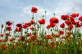 Closeup shot of a field fully covered with red poppies Royalty Free Stock Photo