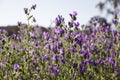 Closeup shot of fieldflowers in daylight