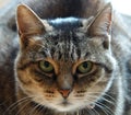 Closeup shot of a fierce-looking cat against a blurred background Royalty Free Stock Photo