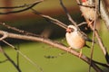 Closeup shot of finches bird perched on a tree branch