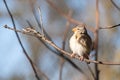 Closeup shot of finches bird perched on a tree branch