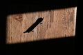 Closeup shot of finger skateboard on wooden background