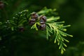 Closeup shot of a fir tree leaf on a blurred background Royalty Free Stock Photo