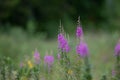 Closeup shot of Fireweed in the mountains on a blurry background Royalty Free Stock Photo
