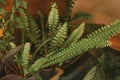 Closeup shot of Fishbone Fern plant