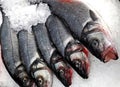 Closeup shot of five levrek fish on ice Royalty Free Stock Photo