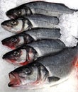 Closeup shot of five levrek fish on ice Royalty Free Stock Photo