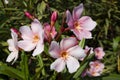 Closeup shot of five petal pink flowers isolated on garden Royalty Free Stock Photo