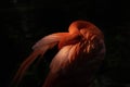 Flamingo Phoenicopterus ruber head tucked between wings while preening feathers Royalty Free Stock Photo