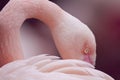 Closeup shot of a flamingo`s face behind its wing Royalty Free Stock Photo