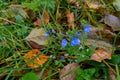 Closeup shot of flaxes flowers growing on the ground among green grass and autumn fallen leaves