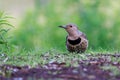 Closeup shot a Flicker bird in a forest