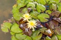 Closeup shot of floating lily pads with beautiful blooming water lily flowers in a pong Royalty Free Stock Photo