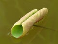 Closeup shot of a  floating lotus leaf on the lake Royalty Free Stock Photo