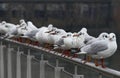 Closeup shot of a flock of Black-headed gulls perched on a railing on an isolated background
