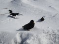 Closeup shot of a flock of blackbirds on a snowy field