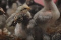 Closeup shot of a flock of chickens in an outdoor setting