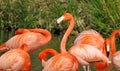 Closeup shot of a flock of flamingoes near the water