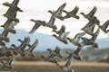 Closeup shot of a flock of migrating birds on blurred background