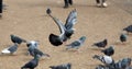 Closeup shot of a flock of pigeons in a park