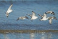 Closeup shot of a flock of Sanderling birds flying over a seawater