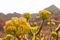 Closeup shot of floral buds of Agave plant