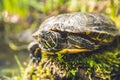 Closeup shot of Florida redbelly turtle Royalty Free Stock Photo