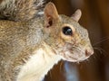 Closeup shot of a Florida squirrel posing for nature shot on tree limb Royalty Free Stock Photo