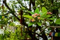 Closeup shot of a flower in bloom hanging from the tree branch in the Maya Devi Temple