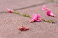 Closeup shot of flower heads fallen on the stone floor Royalty Free Stock Photo