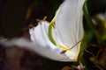 Closeup shot of a flower with white petals Royalty Free Stock Photo