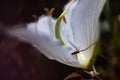 Closeup shot of a flower with white petals Royalty Free Stock Photo