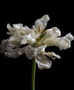 Closeup shot of a flower with white petals behind a dark background Royalty Free Stock Photo