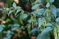 Closeup shot of a flowering nettle in the forest Royalty Free Stock Photo