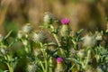 Closeup shot of a flowering thistle in spring Royalty Free Stock Photo