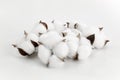 Closeup shot of fluffy cottons on a white background Royalty Free Stock Photo