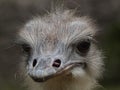 Closeup shot of a fluffy gray ostrich face Royalty Free Stock Photo