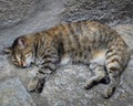 Closeup shot of a fluffy tabby cat lying in the ground under the wall Royalty Free Stock Photo