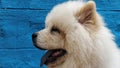 Closeup shot of a fluffy white chow-chow dog in front of a blue wall