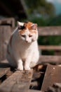 Closeup shot of a fluffy white domestic cat with black and orange spots, sitting on a wooden palette Royalty Free Stock Photo