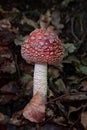 Closeup shot of a fly amanita mushroom growing among fallen autumn leaves in the woods Royalty Free Stock Photo