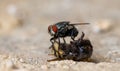 Closeup shot of a fly on a dead beeFly, Dead Bee Royalty Free Stock Photo