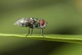 Closeup shot of a fly sitting on a leaf with a green blurry background Royalty Free Stock Photo