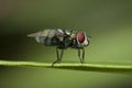 Closeup shot of a fly sitting on a leaf with a green blurry background Royalty Free Stock Photo
