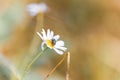 Closeup shot of a fly standing on a common daisy in the wild Royalty Free Stock Photo