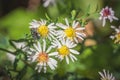 Closeup shot of a fly on wild daisies Royalty Free Stock Photo