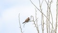 Closeup shot of flycatcher  perched on a tree branch Royalty Free Stock Photo