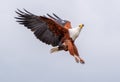 Closeup shot of a flying African fish eagle under the sunlight at daytime